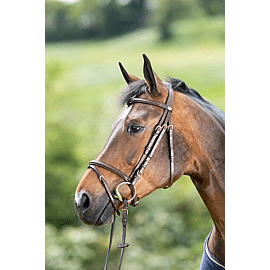 HFI Regular Hoofdstel